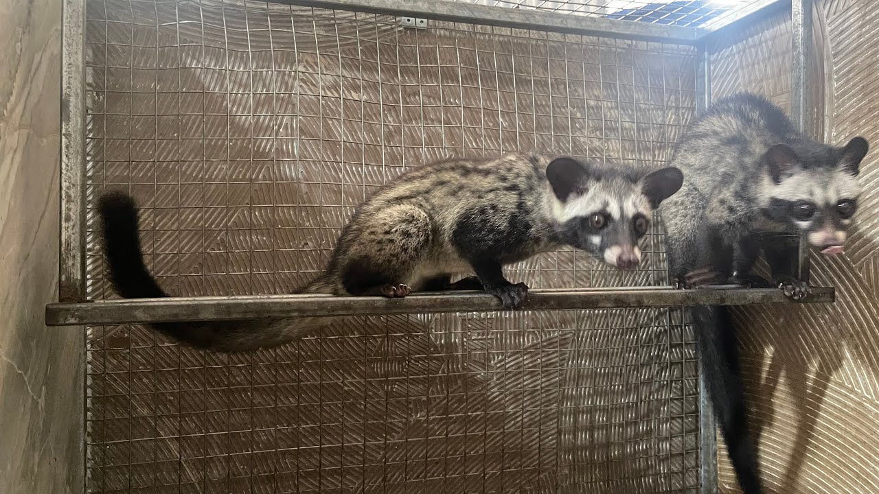 chăn nuôi con cầy hương tỷ lệ rủi do có không