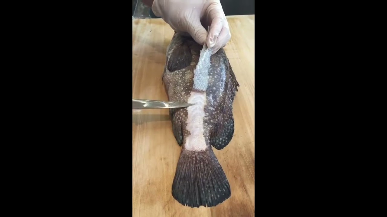 Special technique  &eacute;caillages du poisson &agrave; la fa&ccedil;on japonaise تقنية خاصة من المقاييس سمك