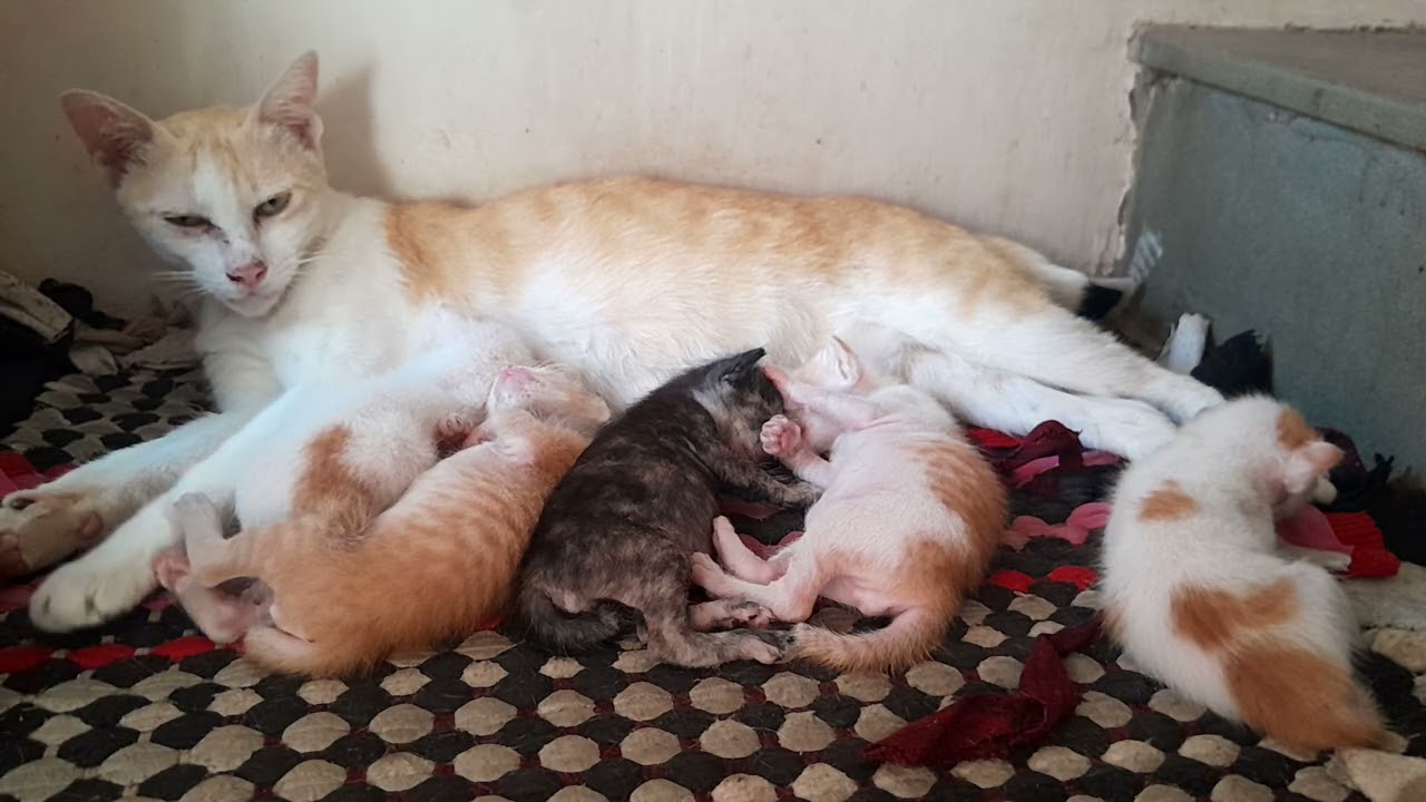 Cute kittens suckling mother cat