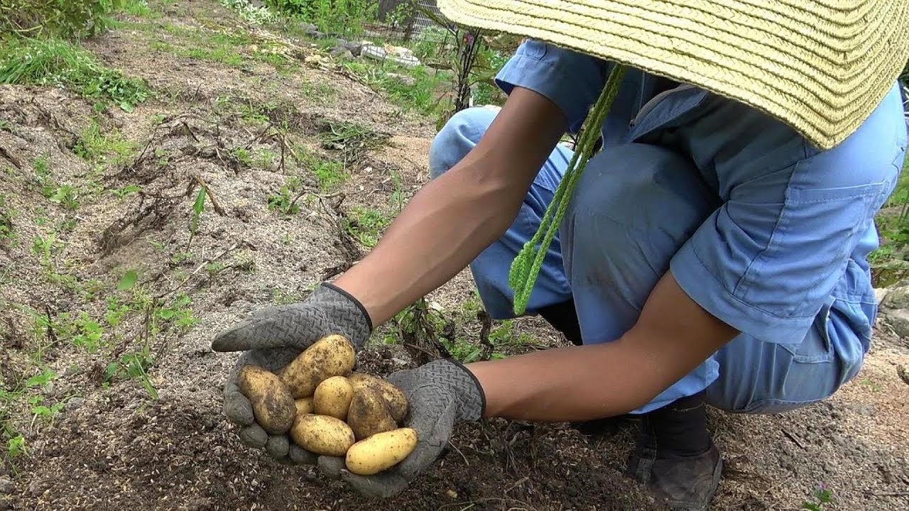 ジャガイモ収穫と畑仕事
