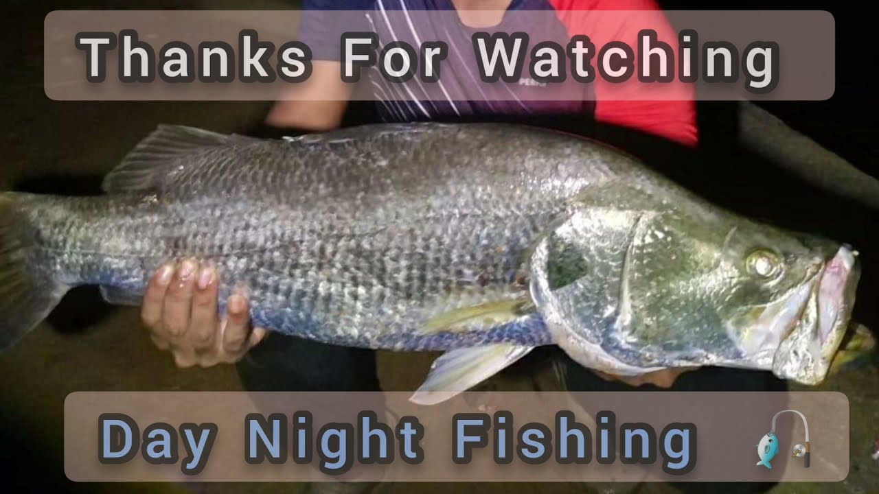 6.4 Kg മീൻ പിടിച്ചു || കാളാഞ്ചി |ചെമ്പല്ലി || Barramundi and Mangrove Jack Fishing Kerala ||Pescador