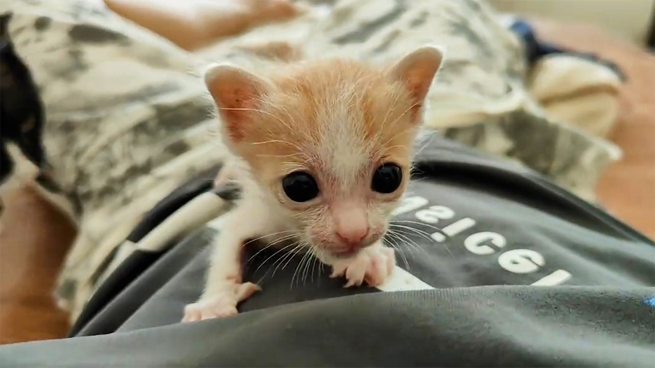 溝の中で見つけた小さな命。全身ずぶ濡れの子猫を救った男性の愛が生んだ奇跡、涙あり笑いありの再生ストーリー【感動】