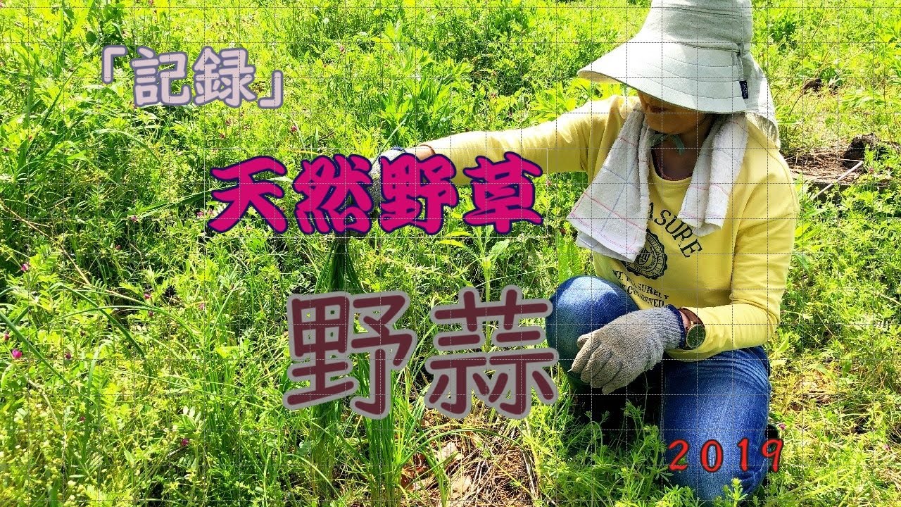野蒜（のびる【稀少＆高級食材】古事記・万葉集にも記述されている天然野草・山菜【２０１９年】栽培記録