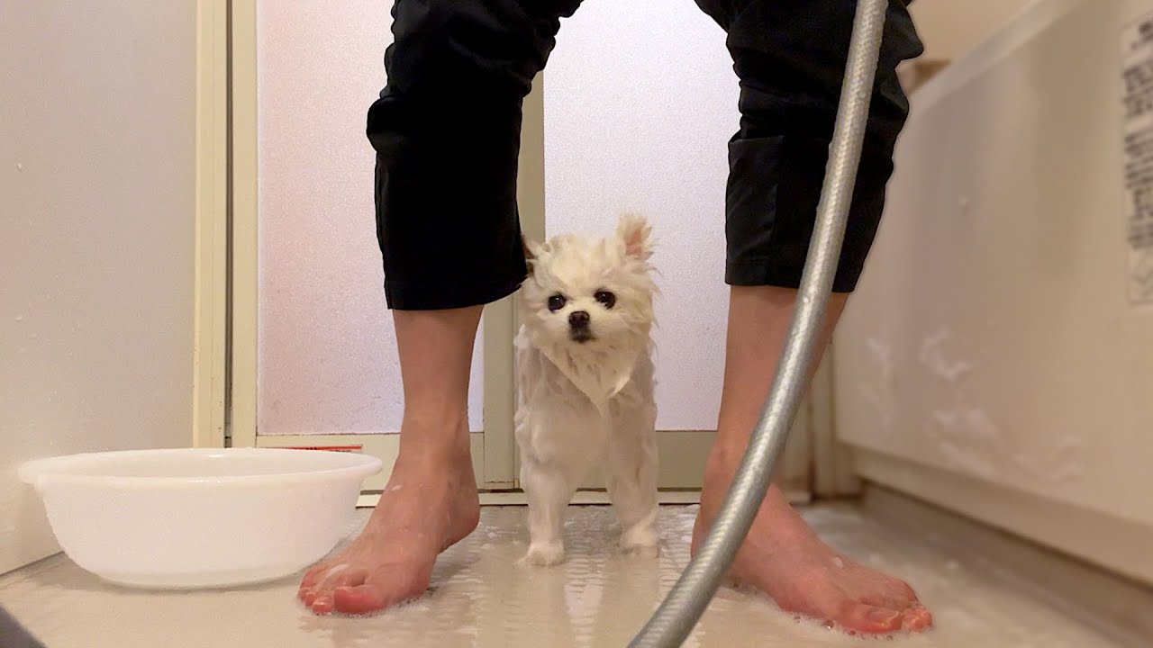 自分のうんちを踏んでしまったポメラニアン