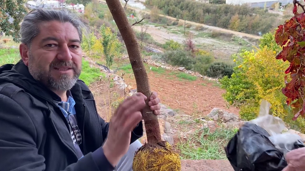 Bitki çoğaltma teknikleri. Dalında köklendirme. (DALDIRMA)