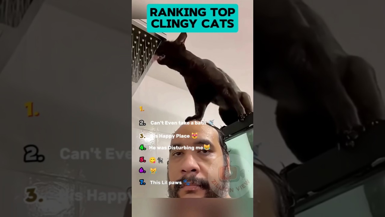 Ranking Top 7 Most Clingy Cats ! Part 2