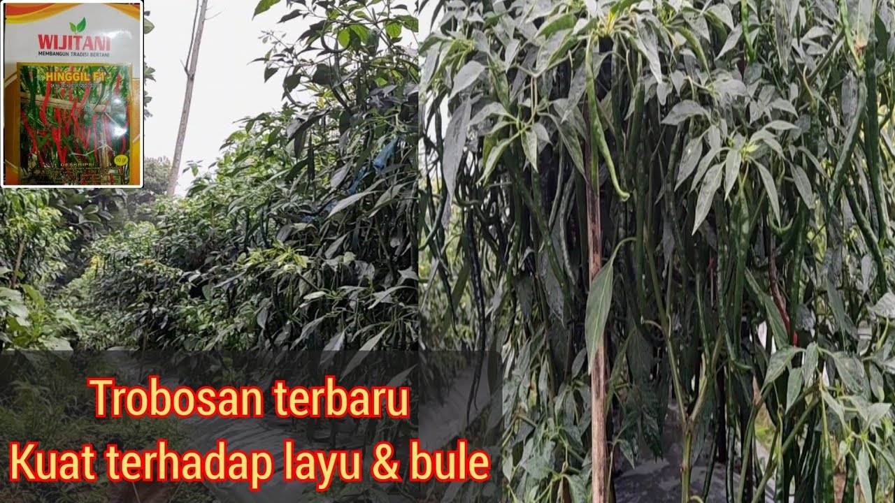 Cabai merah keriting hinggil f1