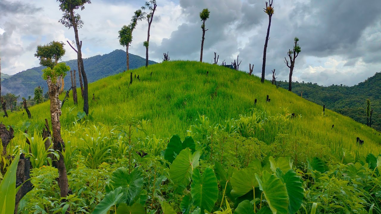 Nkou mai Lujam🌾2023 || Village life|| Takou Liangmai Naga||Manipur.