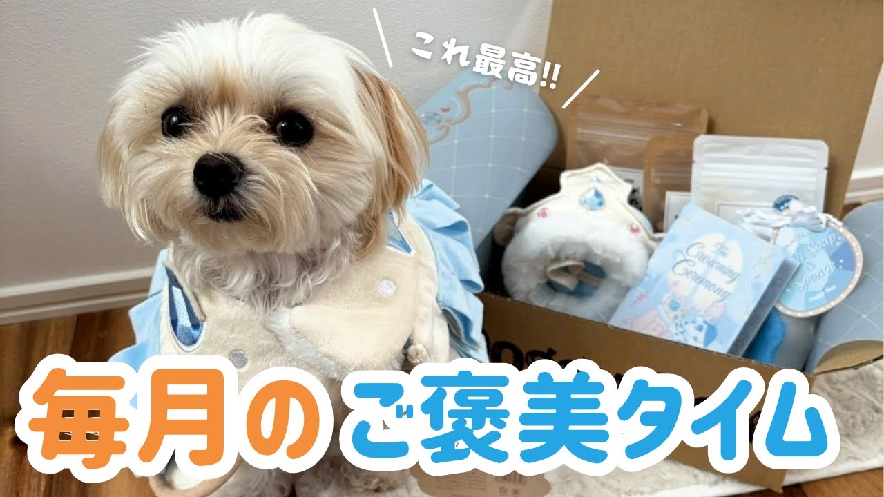 ミモザ大喜び‼ご褒美ボックスを開封したら幸せが詰まっていた✨【ドギーボックス9月号】