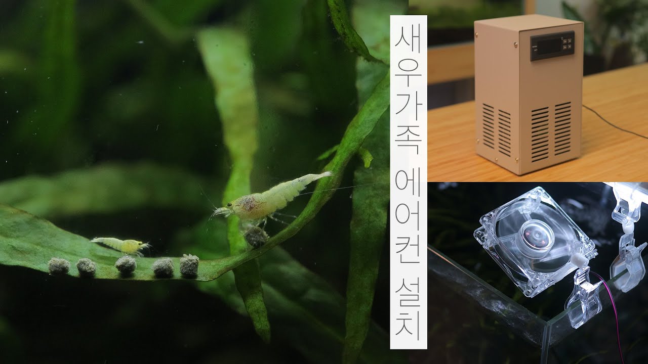 [ENG] 새우가족 여름나기 | 에어컨 설치 | 미니 냉각기 | 냉각팬 | 물멍 | Mini Water Chiller | Shrimp Summer | MulMung