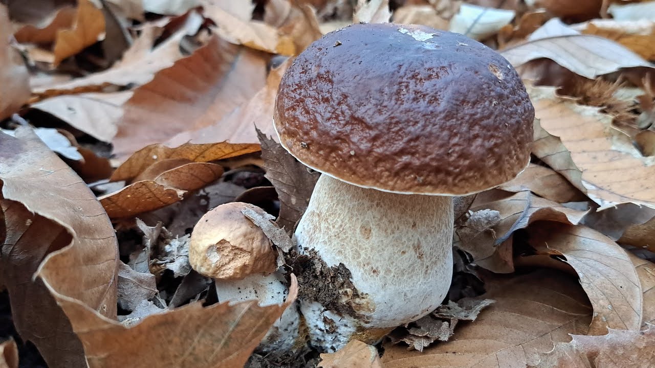 Trovo i migliori porcini a fine novembre nel castagno della Val Bormida