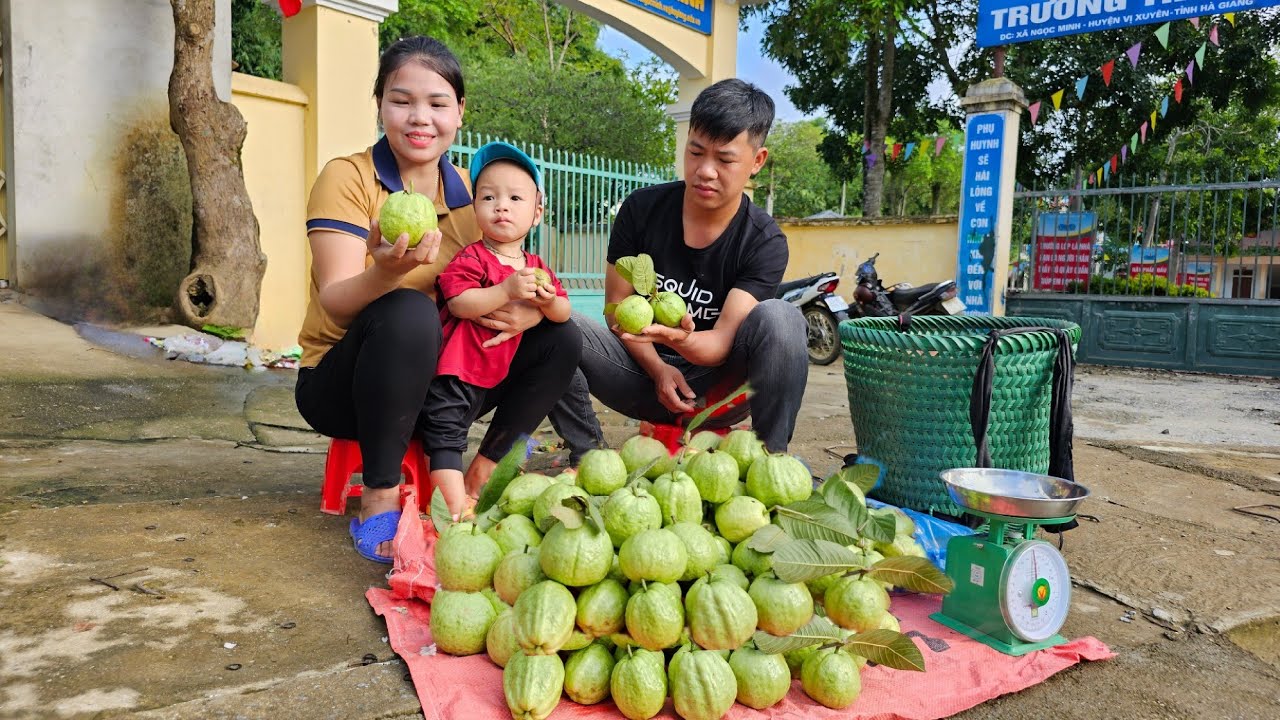Harvesting Guava Fruit Goes to the market sell - Taking care of pets | Hà Tòn Chài