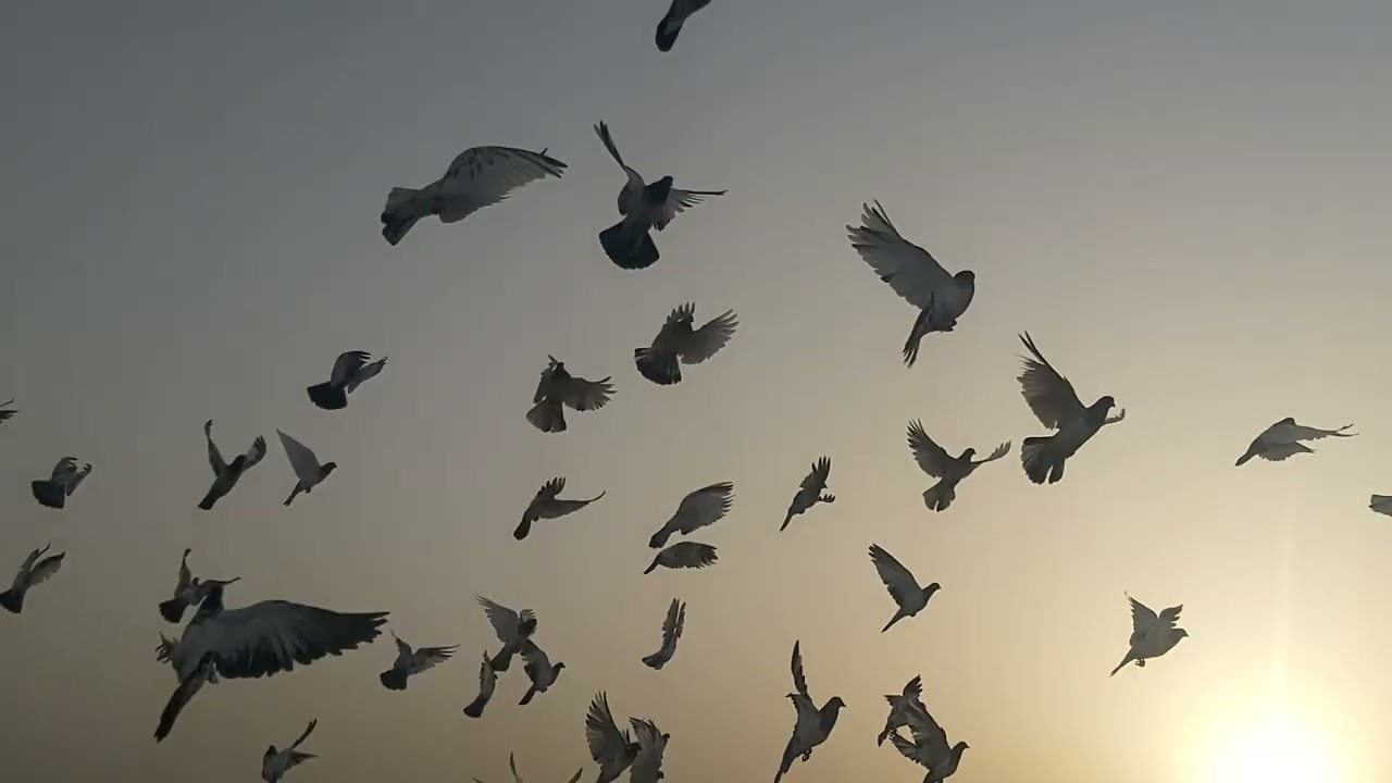 وجبات الحمام بالصيف مره واحده