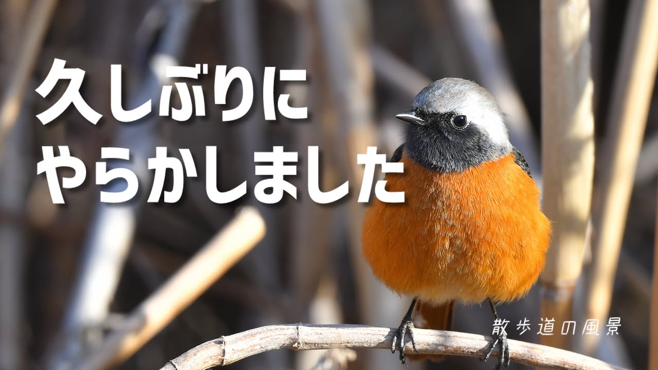 《ゆるい自然観察Vlog185》小さな沼で野鳥たちとのんびり過ごしました