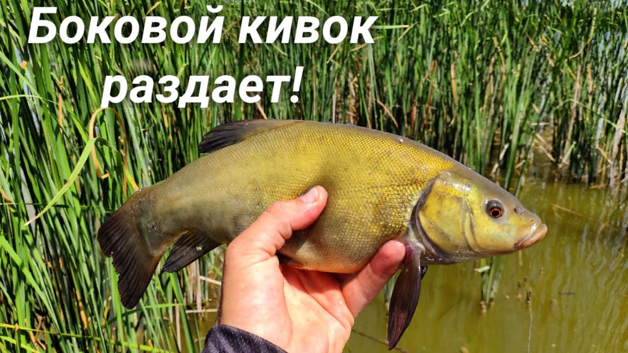 Боковой кивок - косит рыбу! Линь, Белый Амур, Карась, Лещ. Рыбалка на боковой кивок летом.