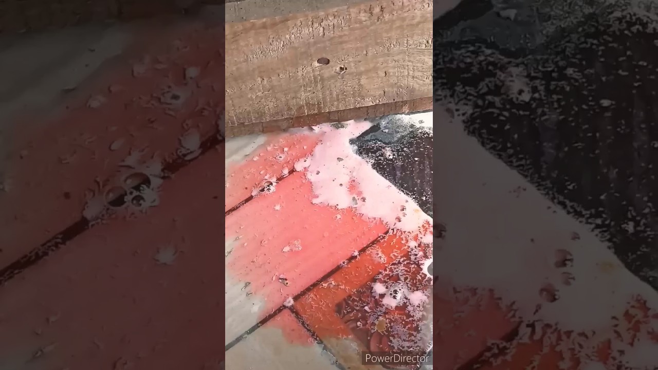 black cement experiment #experiment #science #scienceexperiment #sciencefun