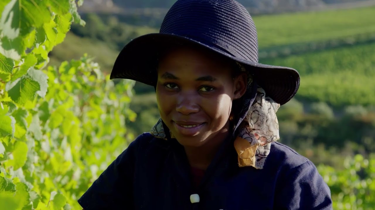 Creation Wines