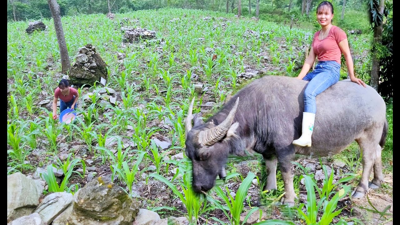Caring for corn, draining the field. Peaceful life - peace of mind / Living with nature. Episode 76