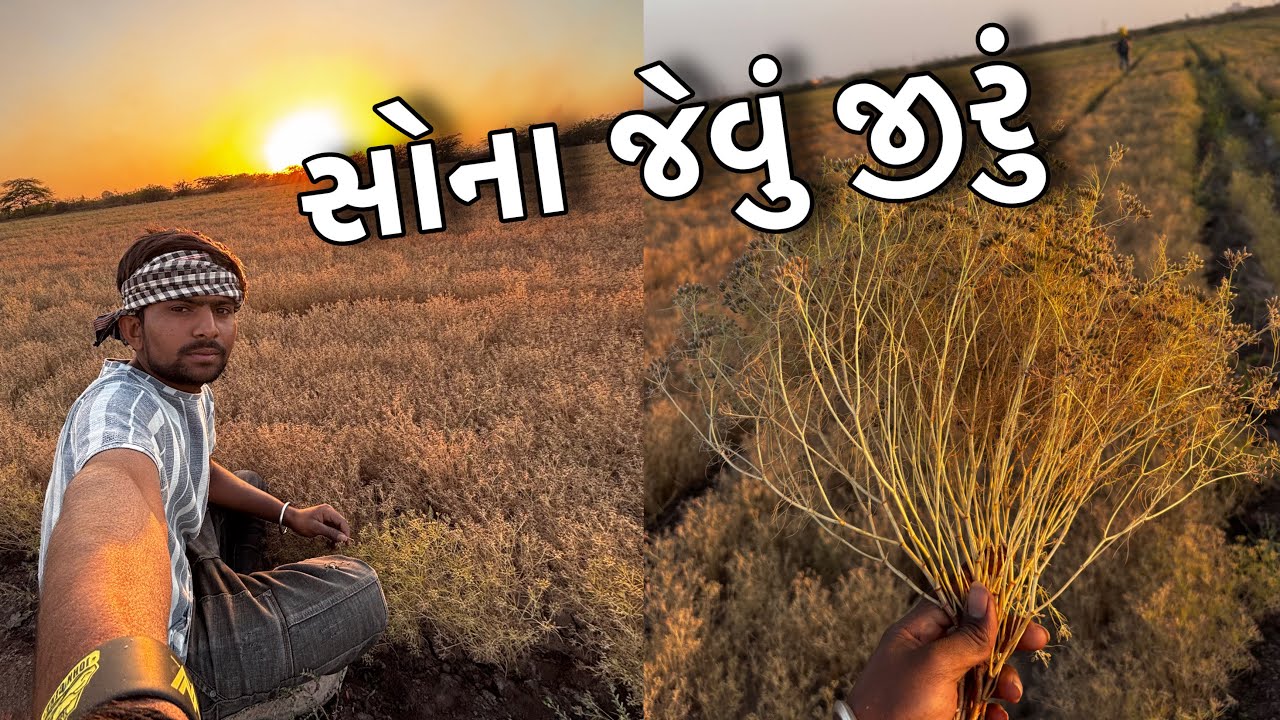 115 દિવસનું જીરું 