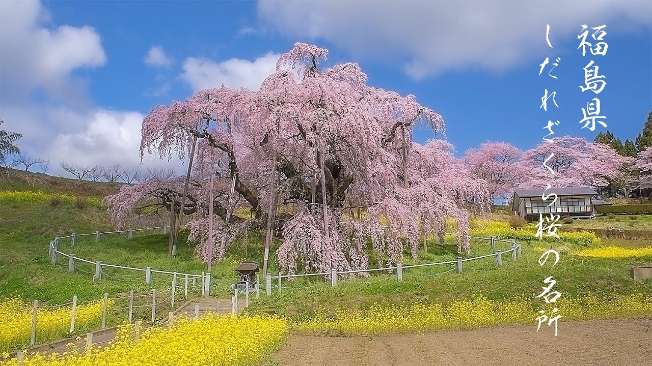 福島の春 古代桜が咲く風景 三春滝桜・合戦場のしだれ桜・祭田のサクラ・中島の地蔵桜 Japan 4K Old Cherry Blossoms in Fukushima