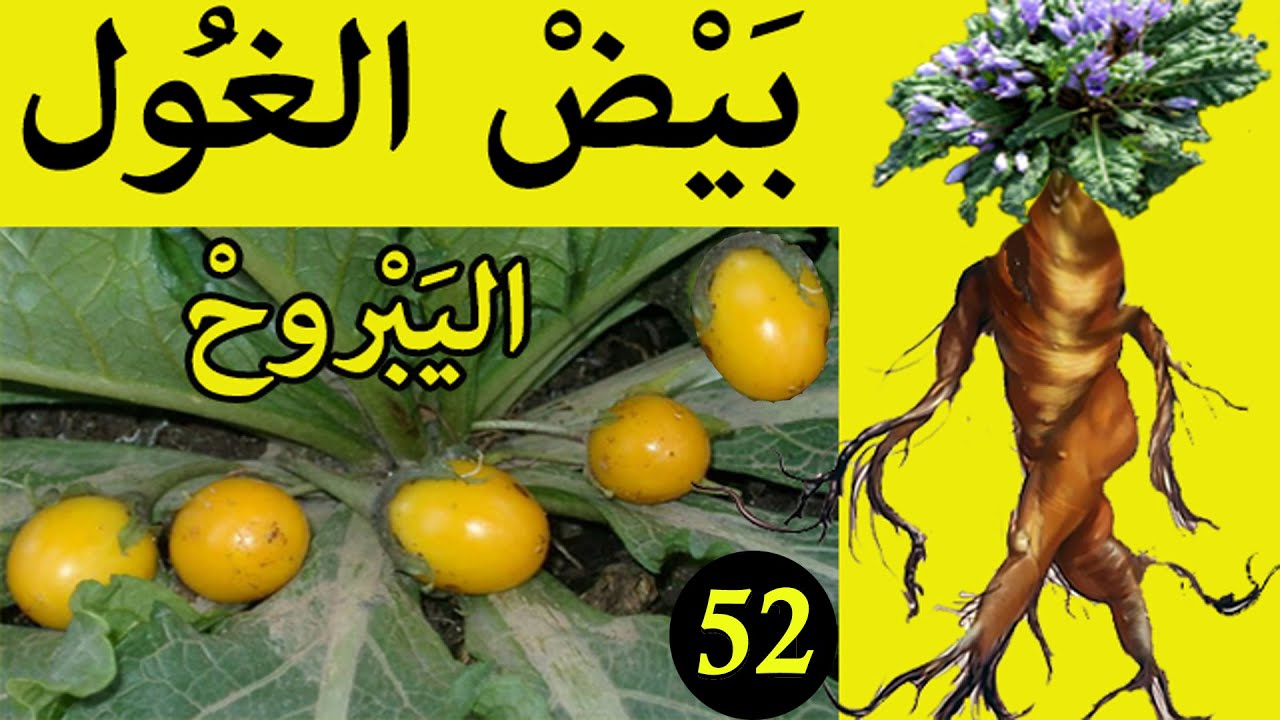 اليبروح العشبة  رقم 52 من السلسلة التعريفية بالأعشاب الموجودة في المغرب