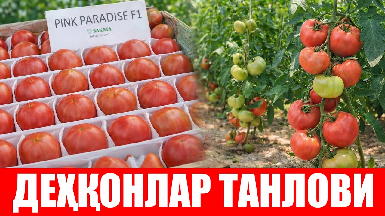 Пинк Парадайз F1 экинг: Савдогарни хатоси бир кунлик, деҳқоннинг хатоси бир йиллик!