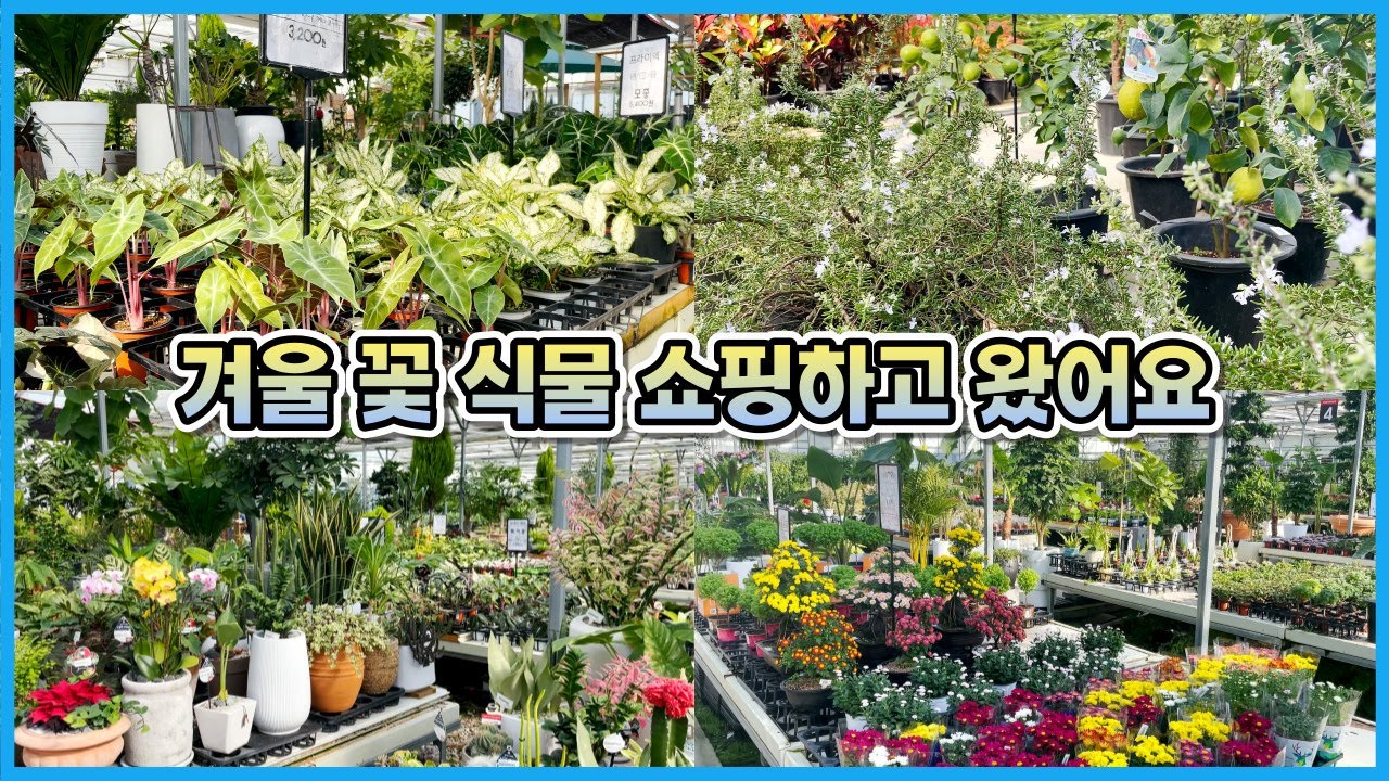 겨울에만 파는 꽃과 식물 13종!! 랜선 식물투어!!