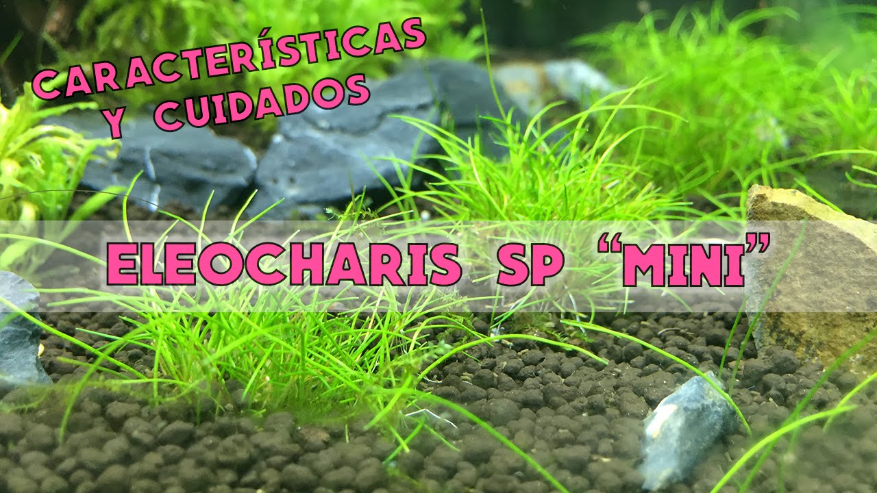 Eleocharis SP 'Mini' | Características y cuidados