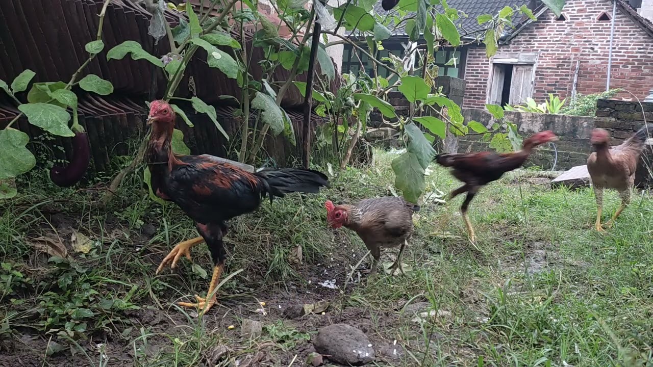 Peaceful Morning with Backyard Chickens
