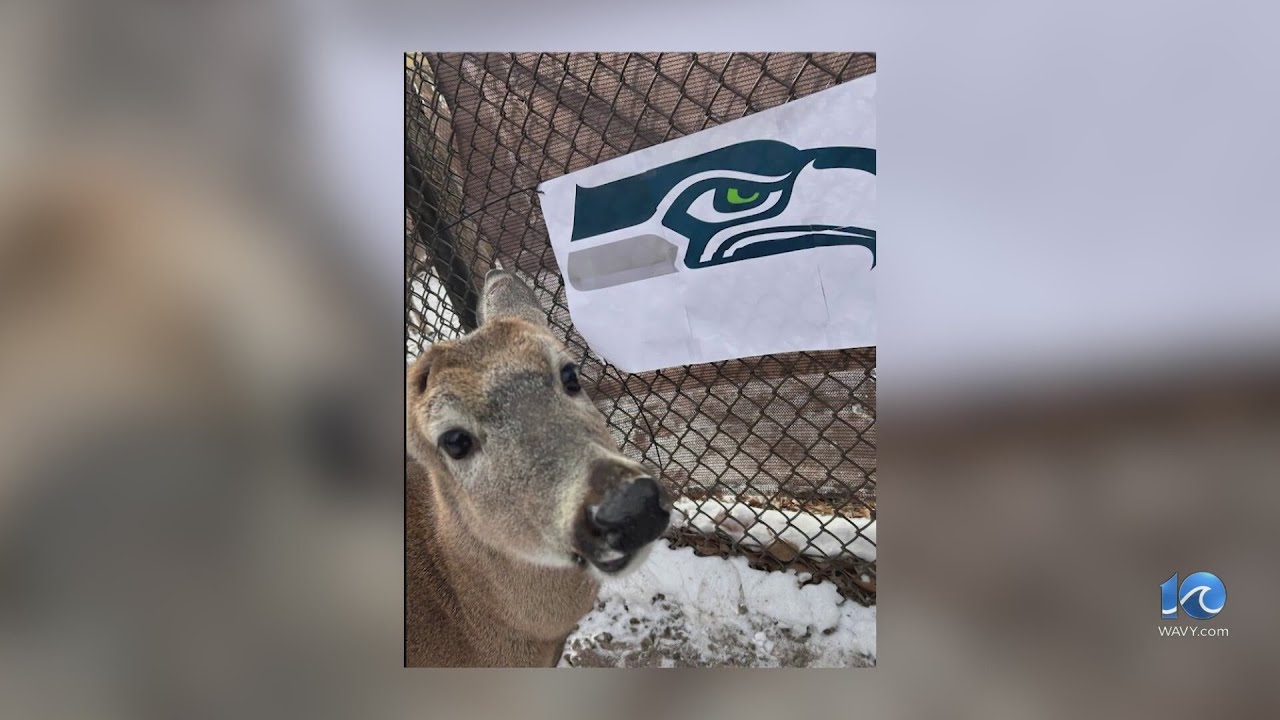No more tennis balls for Orion as he sheds antlers