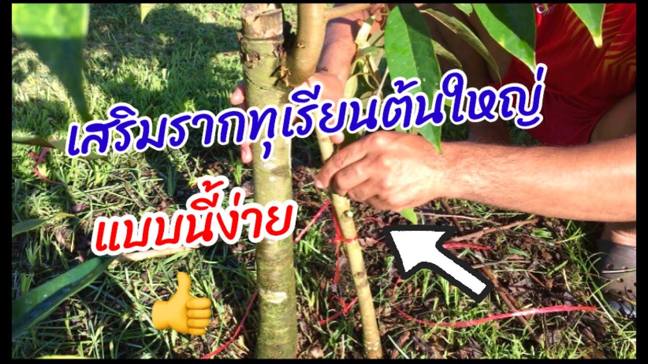 Ep169เสริมรากทุเรียนต้นใหญ่แบบนี้ง่ายทำได้ทุกคน