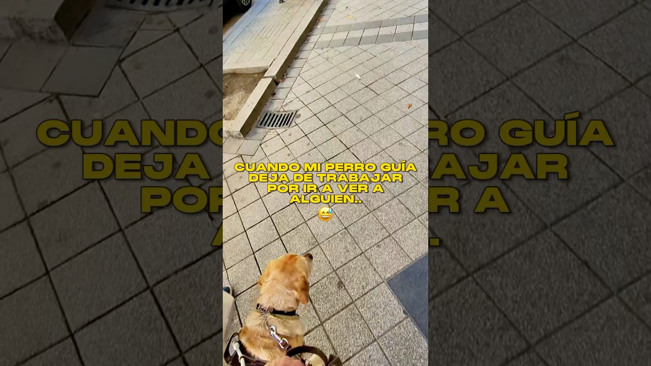Cuando mi perro gu&iacute;a deja de trabajar por ir a ver a alguien.. &iquest;Quien ser&aacute;? 😅🦮