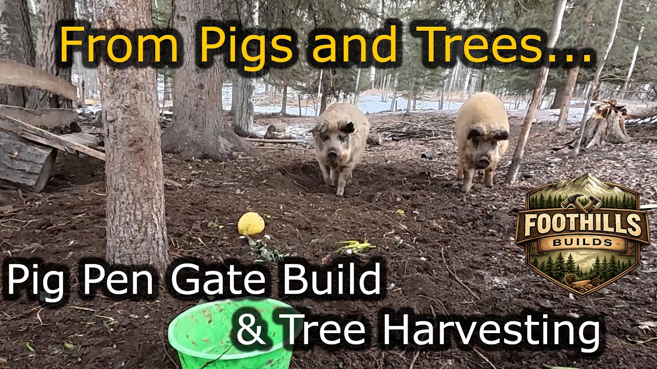 From Pigs And Trees - Pig Pen Gate & Tree Harvesting