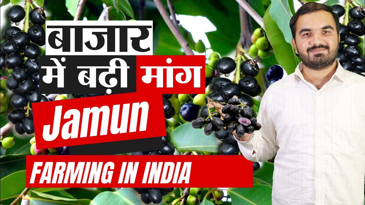 जामुन की खेती लाखों का सौदा | Jamun Farming Guide - Cultivating Sweet Success! 🍇 #jamunkhanekefayde