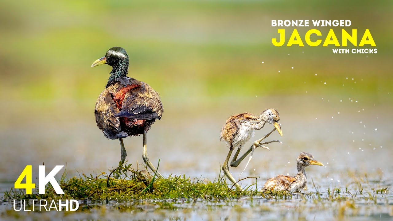 Father and his fluff balls - Story of Bronze Winged Jacana | Bronze Winged Jacana Photography