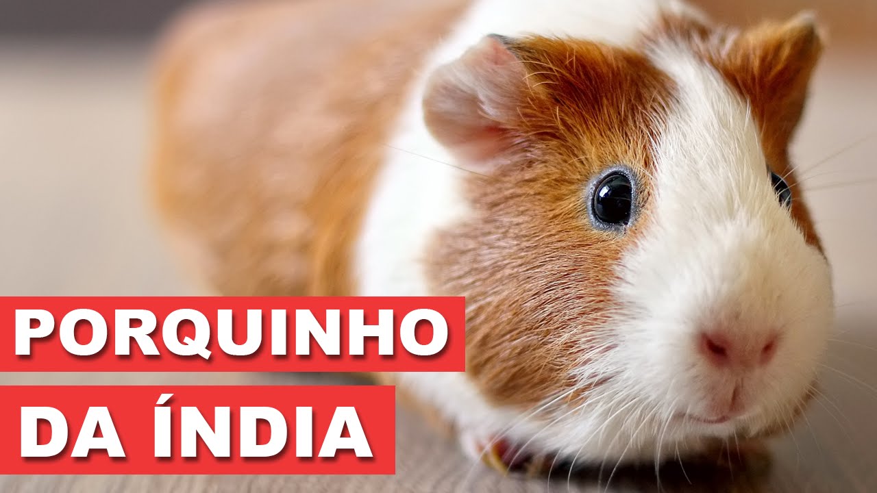 Porquinho-da-Índia - Quatro Patas