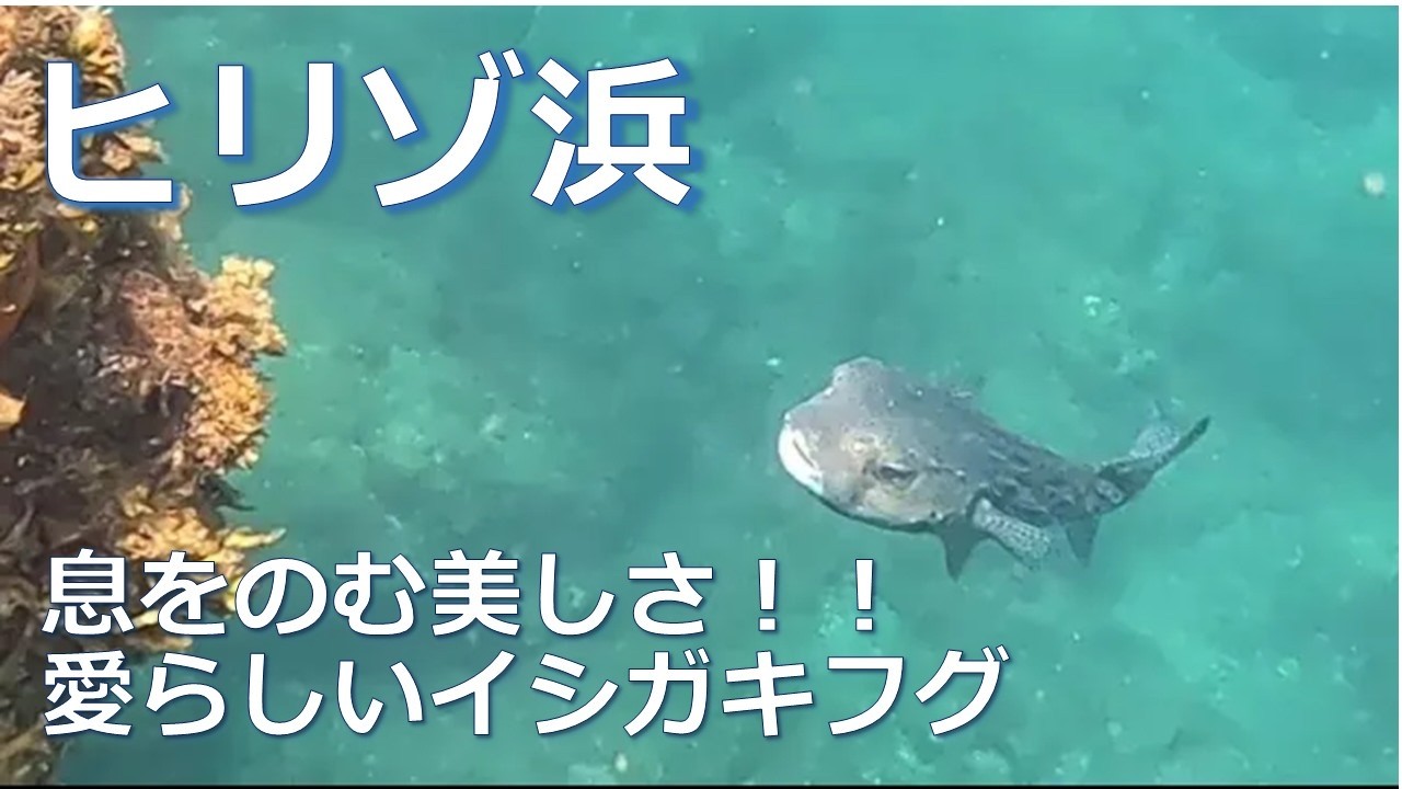 【ヒリゾ浜】2025：息を呑む美しさ！愛らしいイシガキフグ、ハタンポの大群、そしてソラスズメダイの舞🐠🌊