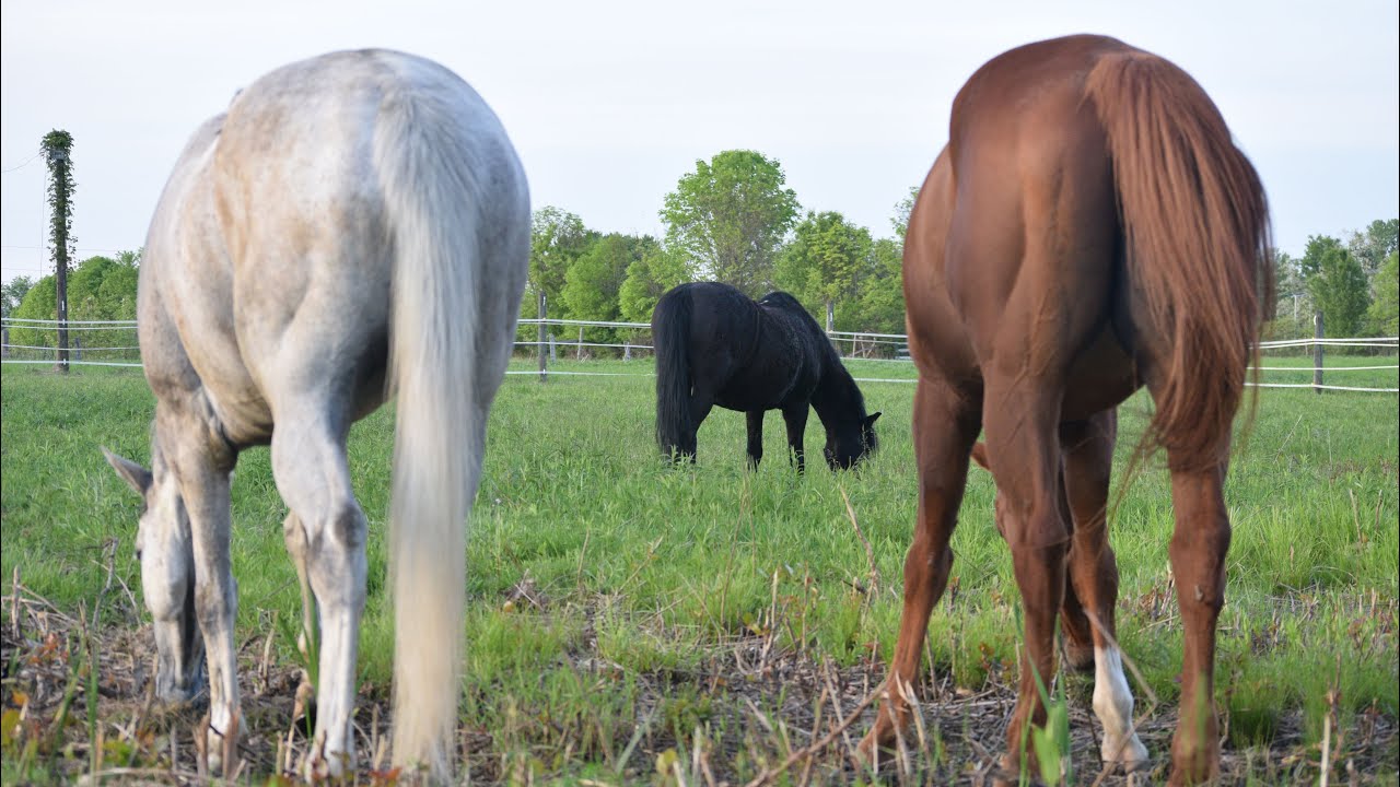 Day in the life of an assistant horse riding instructor