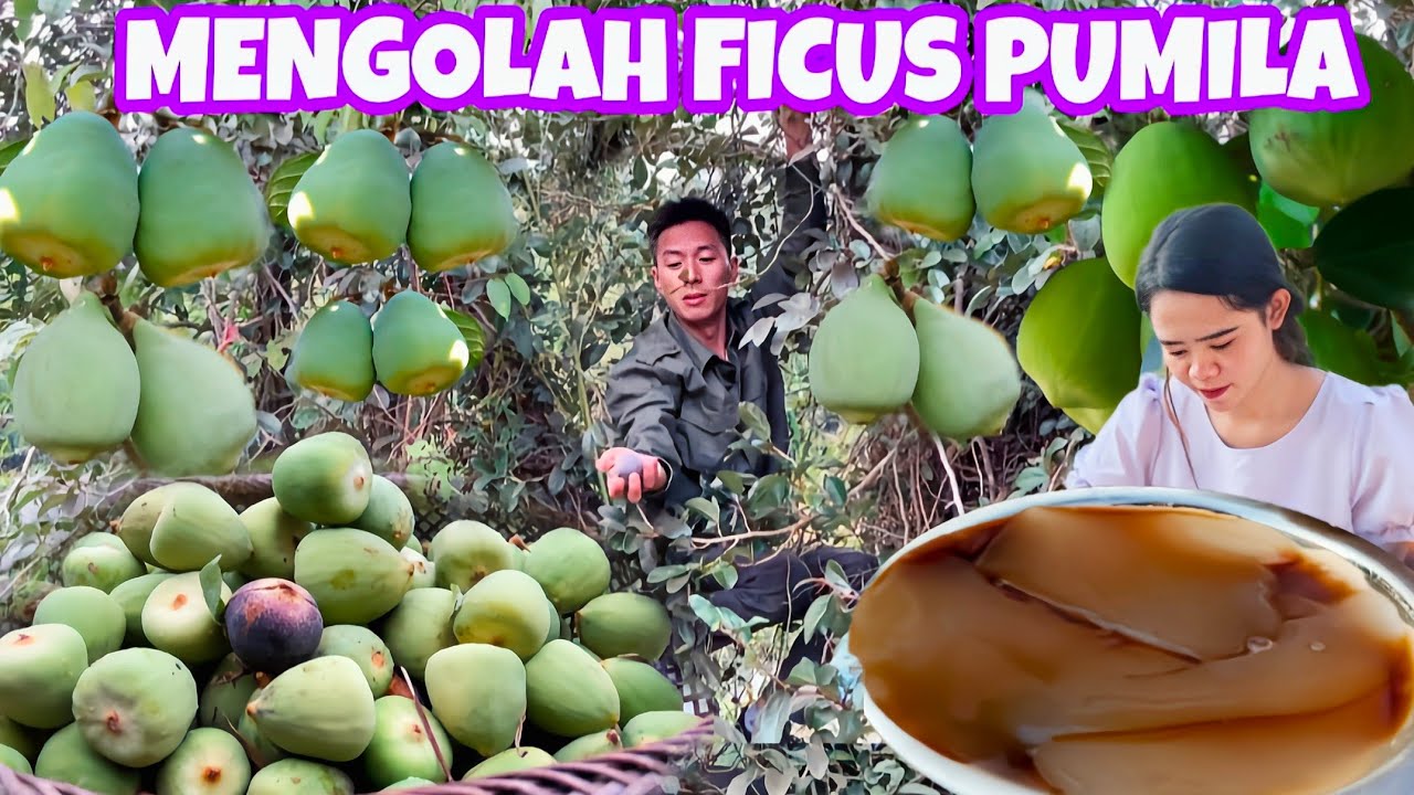 MENGOLAH BUAH FICUS PUMILA TANAMAN LIAR MENJADI AGAR AGAR ALAMI YANG SEGAR