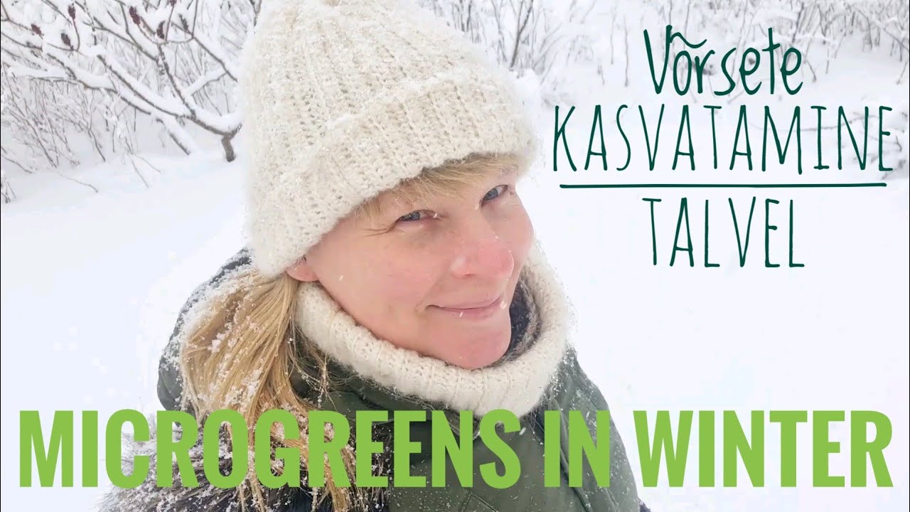Kuidas kasvatada supertoitu talvel kodus, võrsed. How to grow microgreen in winter at home