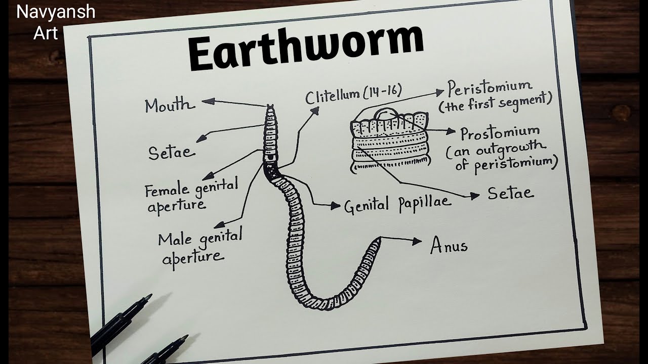 Earthworm diagram drawing step by step / How to draw Earthworm easy / Earthworm labeled diagram