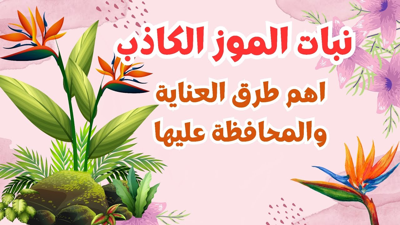 اجمل ارخص نبته ممكن تشتريها لبيتك لمكتبك نبات الموز الكاذب وسهله العنايه #plants #بيت_نبات #اكسبلور
