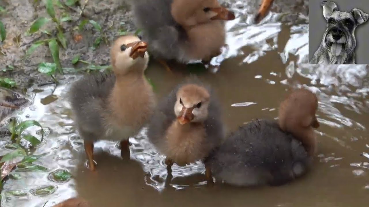 Cute MAGPIE GOSLINGS taking shower @Mandai Bird Paradise, Singapore