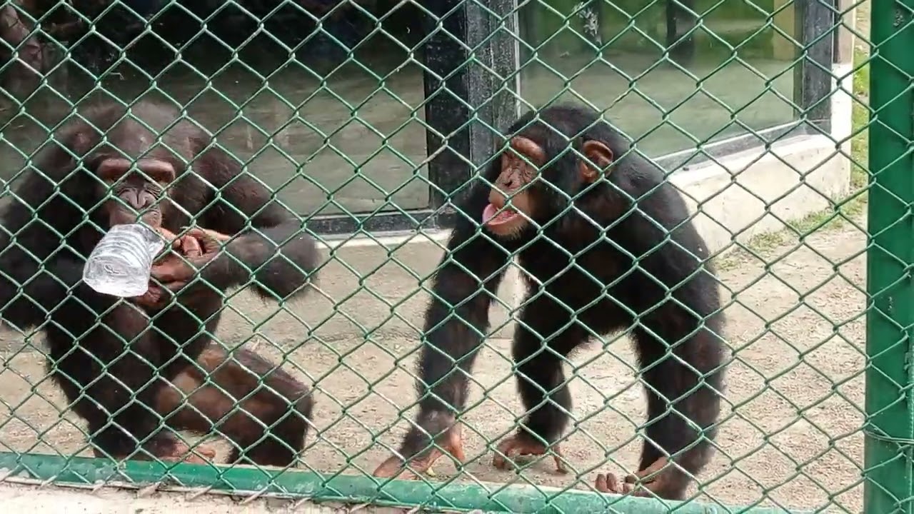 chimpanzee Nepal