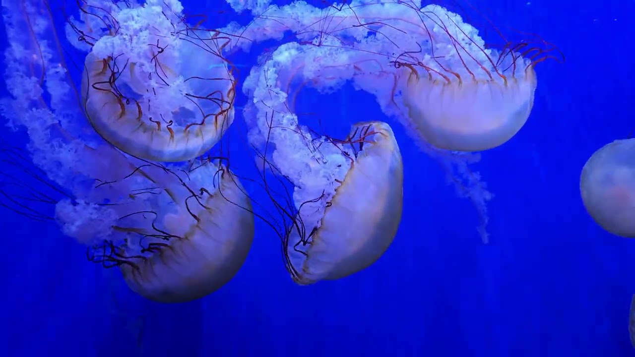 New Port Aquarium Jelly's 
