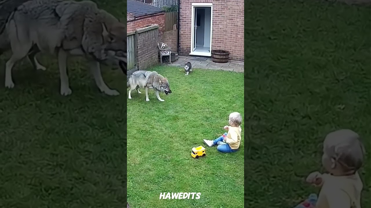 Hero Cat Saves Baby&rsquo;s Life! 🐱 #cat #shorts #babyrescue