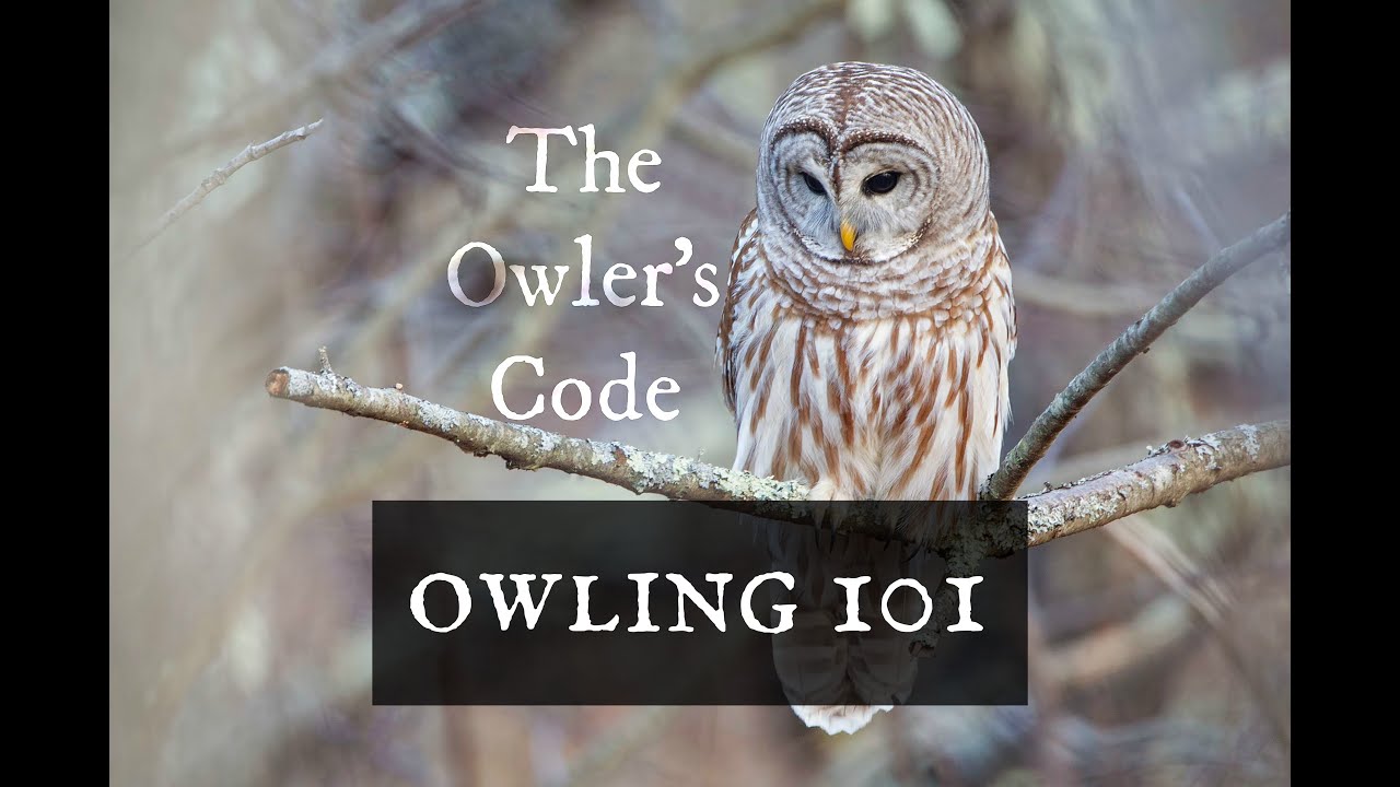Owling 101: The Owler's Code