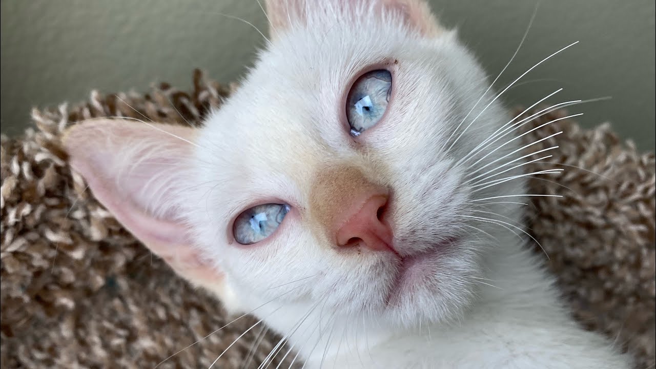 Sleepy Siamese Kitten Meows