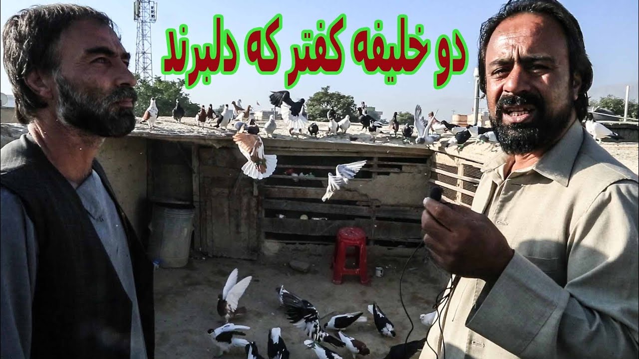 با خلیفه عبدالاحمد کفتر بازچهارده کابل