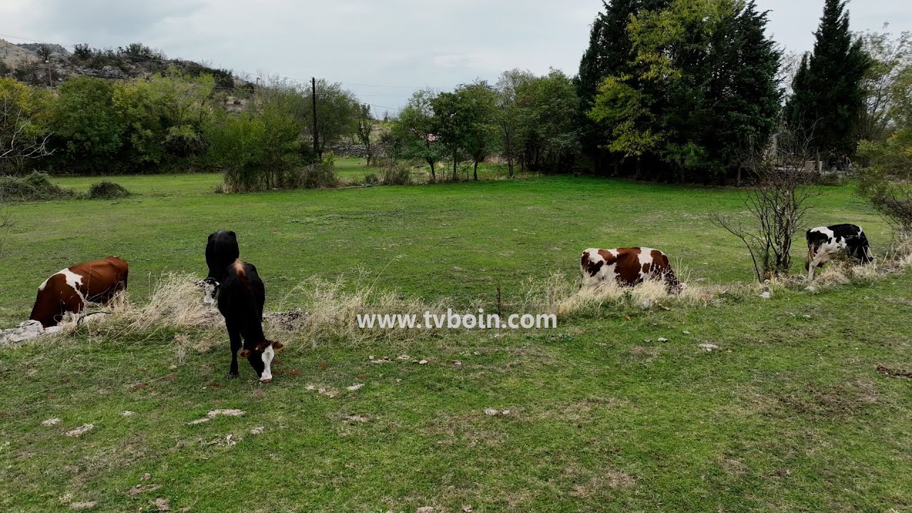 AKTUALE - Jonus Puraj / Blegtor i mbarshtimit t&euml; lop&euml;ve